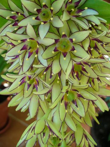 Eukomis, lilia grzywiasta