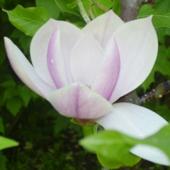 Inna magnolia z ogrodu