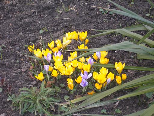 Wiosna w ogrodzie 4