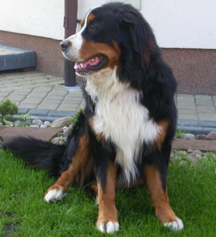 MAX - pies ze Szwajcarii