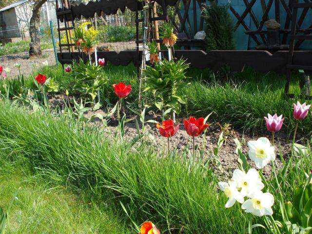swiat tulipanow
