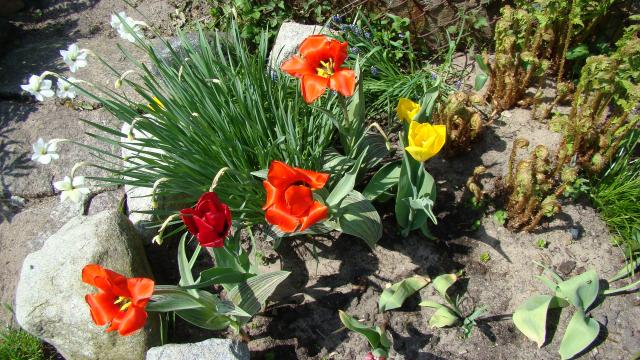 Tulipany,narcyzy i inne kwiatki..