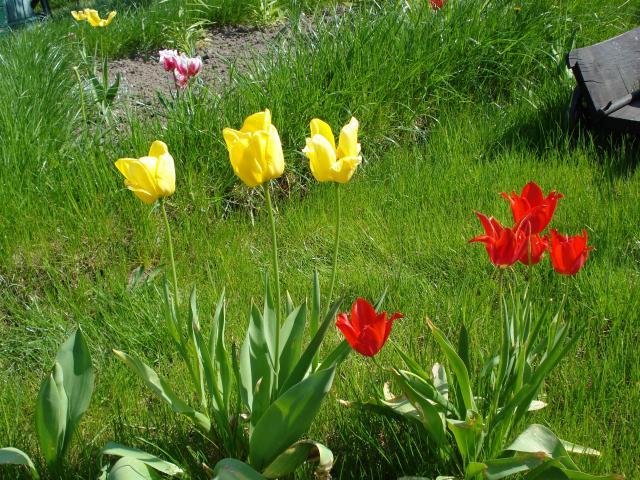 W tej chwili kwitna tulipany