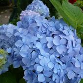 hortensja niebieska