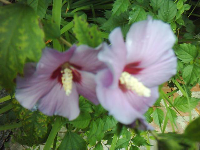 hibiskus w ogrodzie