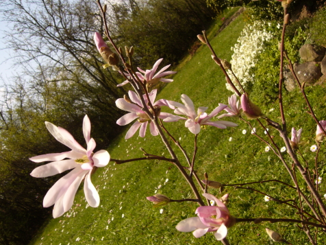 magnolijka