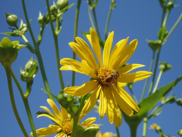 Pszczółka na złocistych kwiatach