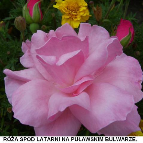 Róża z puławskiego Bulwaru