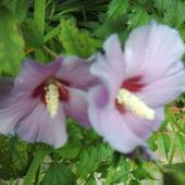 hibiskus w ogrodzie