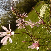 magnolijka