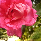 majtkowy róż