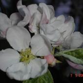 kwiat jabloni