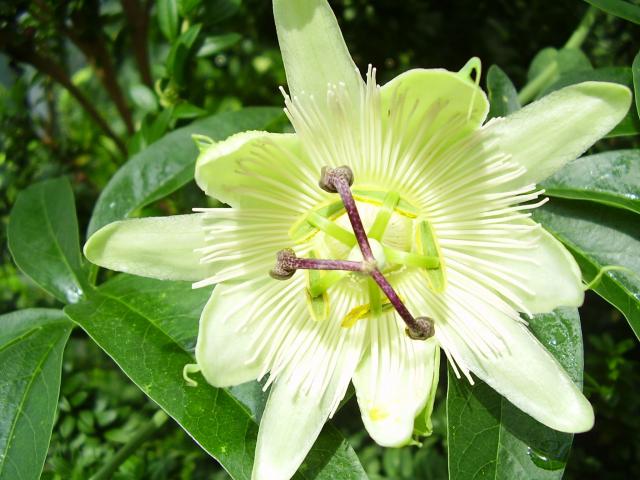 Passiflora - Męczennica