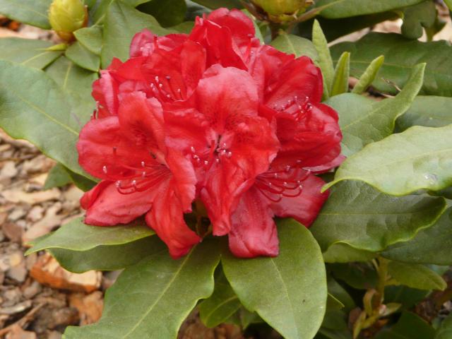 Rododendron czerwony 1