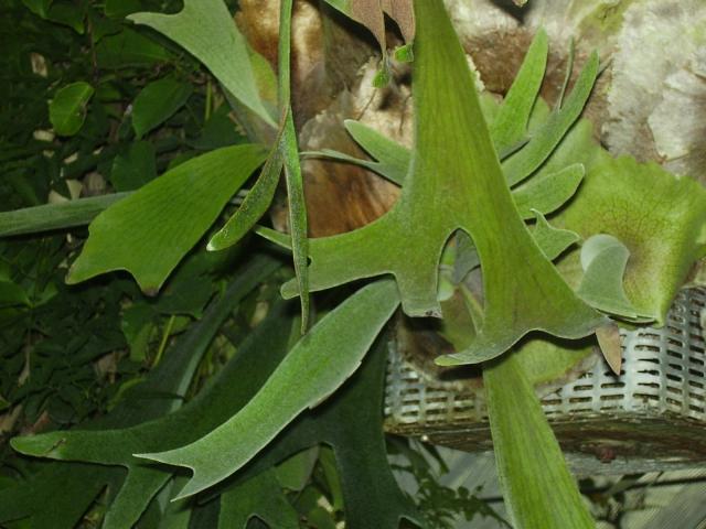 Troche egzotyki - Płaskla łosioroga (Platycerium Bifurcatum)