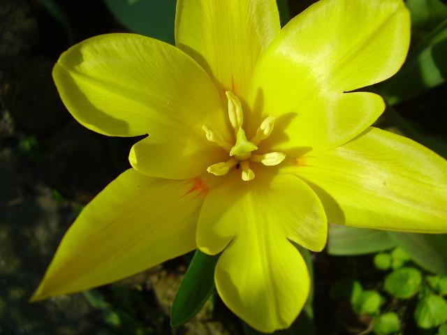 Tulipan w ogródku