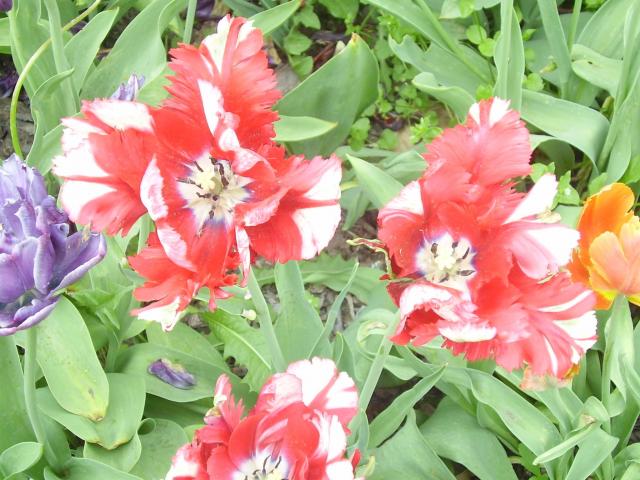 Tulipany  2