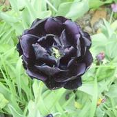 Czarny tulipan  Queen of Night