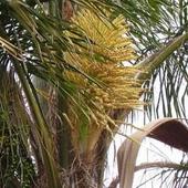 kwitnaca palma 2