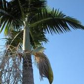 kwitnaca palma