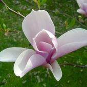 Magnolia Kasi 2