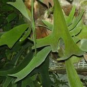 Troche egzotyki - Płaskla łosioroga (Platycerium Bifurcatum)