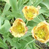 Tulipany  1