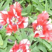 Tulipany  2