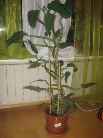 filodendron   philodendron