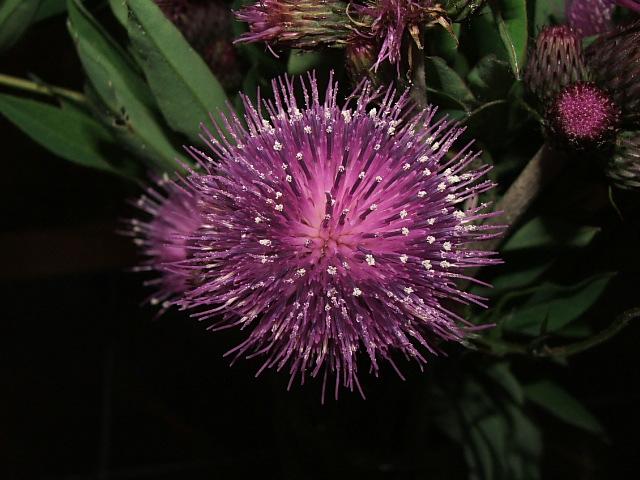 kwiat łakowy - oset