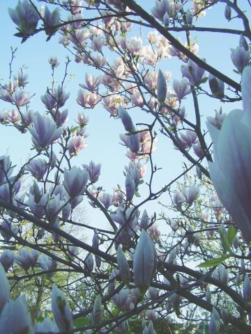 Magnolia ukwiecona