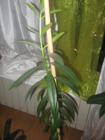 oleander pospolity