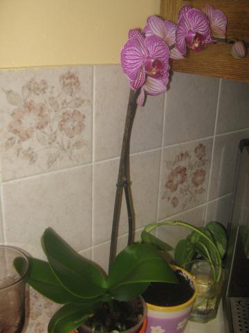 storczyk-phalaenopsis