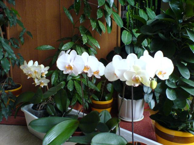 Orchidea czy Storczyk?