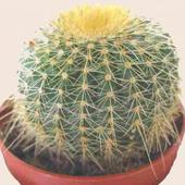 Kaktus w doniczce