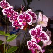 phalaenopsis everspring king