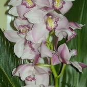 Storczyk - Falenopsis