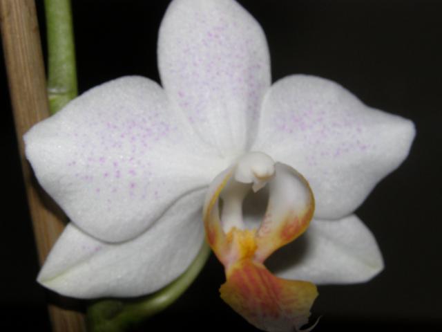 falenopsis