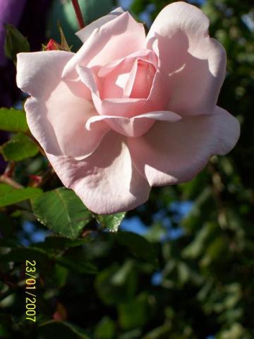 kwiat rózy