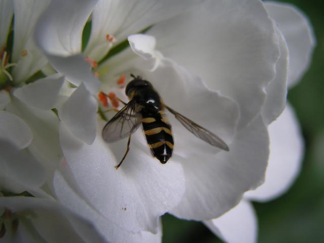 kwiaty i pszczoły