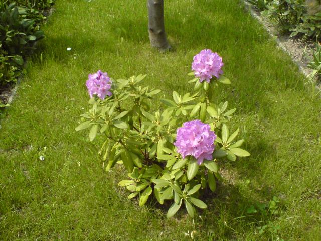 rododendron 2007