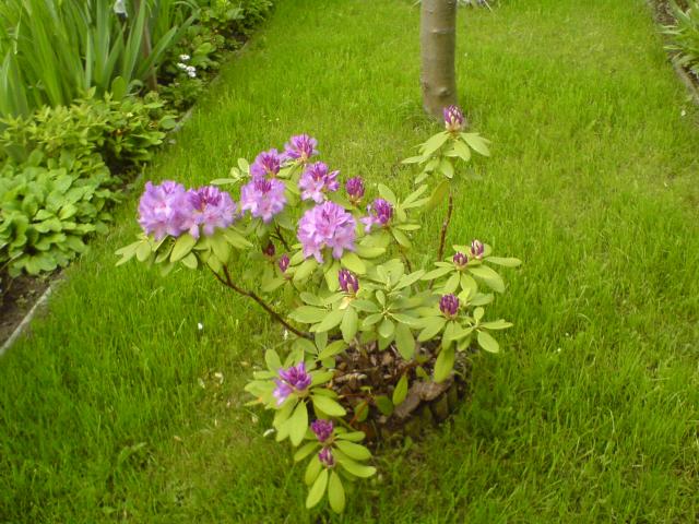 rododendron 2008