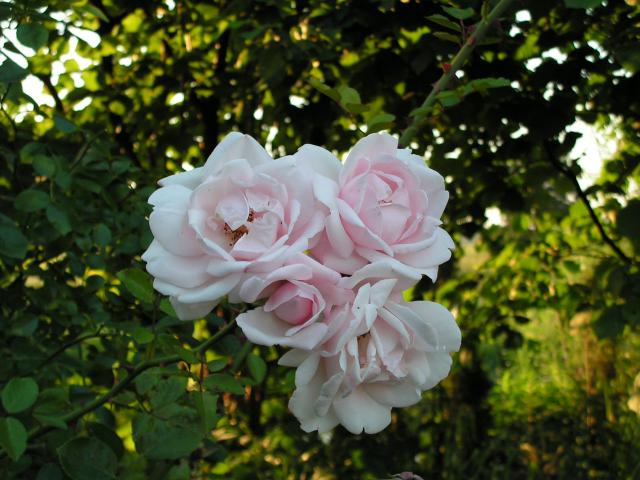 róża pachnąca-krzewiasta