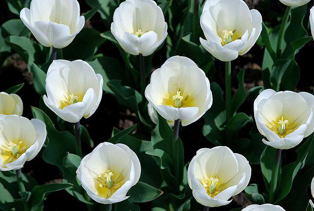 tulipanki białe