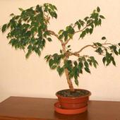 11-letni beniaminek formowany na kształt  bonsai