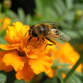 aksamitka i pszczoła