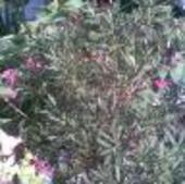 oleander rózowy