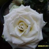 róża miniaturowa