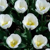 tulipanki białe
