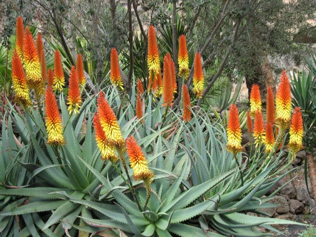Aloes?